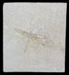 Fossil Dragonfly (Tharsophlebia) - Solnhofen Limestone #63373-1